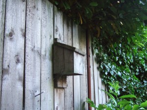 Habitat & Biodiversity Bat box