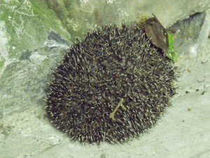Habitat & Biodiversity Hedgehog