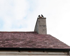 crows on roof