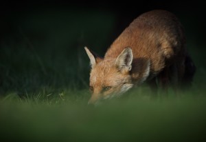 Urban Foxes