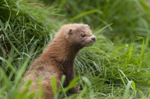 Wildlife Ireland