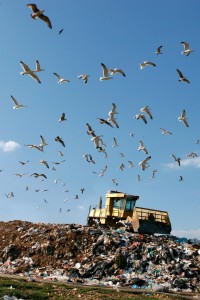 Landfills - Wildlife Ireland