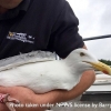 Dublin Urban Gull Ringing Project