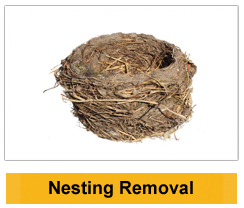 Nesting Removal