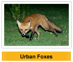 Urban Foxes