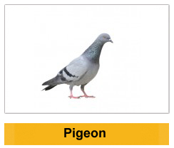 Pigeon Birds Wildlife Management