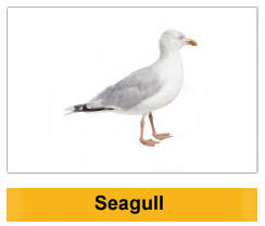 Seagull Wildlife Management Ireland