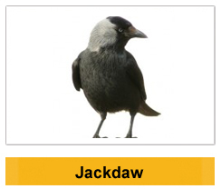  Jackdaw  Wildlife Management Ireland