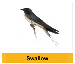 Swallow Wildlife management Ireland