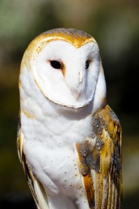 Barn Owl