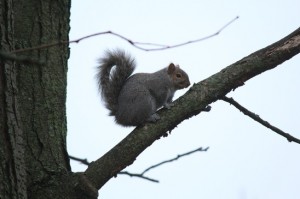 Grey Squirrels