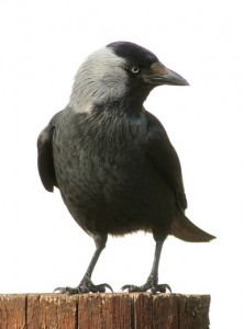 jackdaw - crows