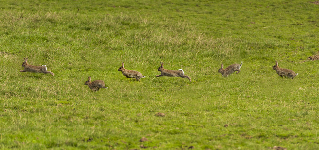 European Rabbit ( Oryctolagus Cuniculus )