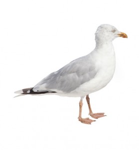 Seagull