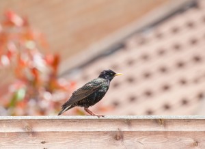 Starling