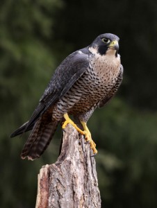 Hungry Peregrine Falcon