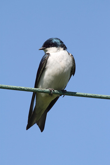 Tree Swallow on a wire