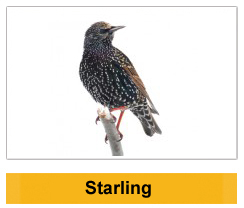 Starling Wildlife Management Ireland