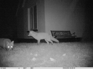 Dublin's Urban foxes captured on our specialist wildlife camera, sneaking around the front of the client's house at nighttime