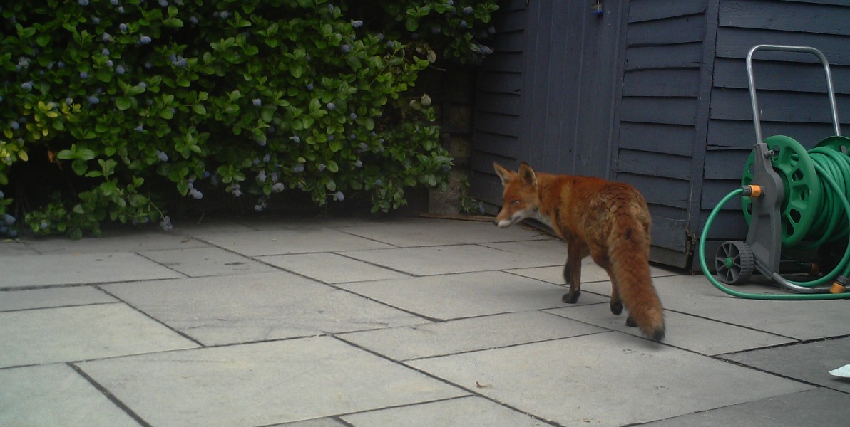 A female fox that was living under this barna shed filmed in broad daylight.