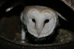 Barn Owl