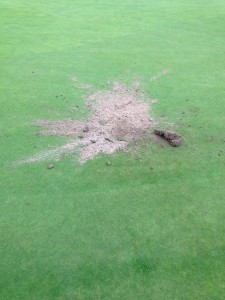 Fox Damage on a pristine putting green