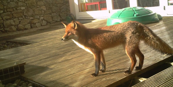 Getting Rid Of A Fox In My Garden Wildlife Management