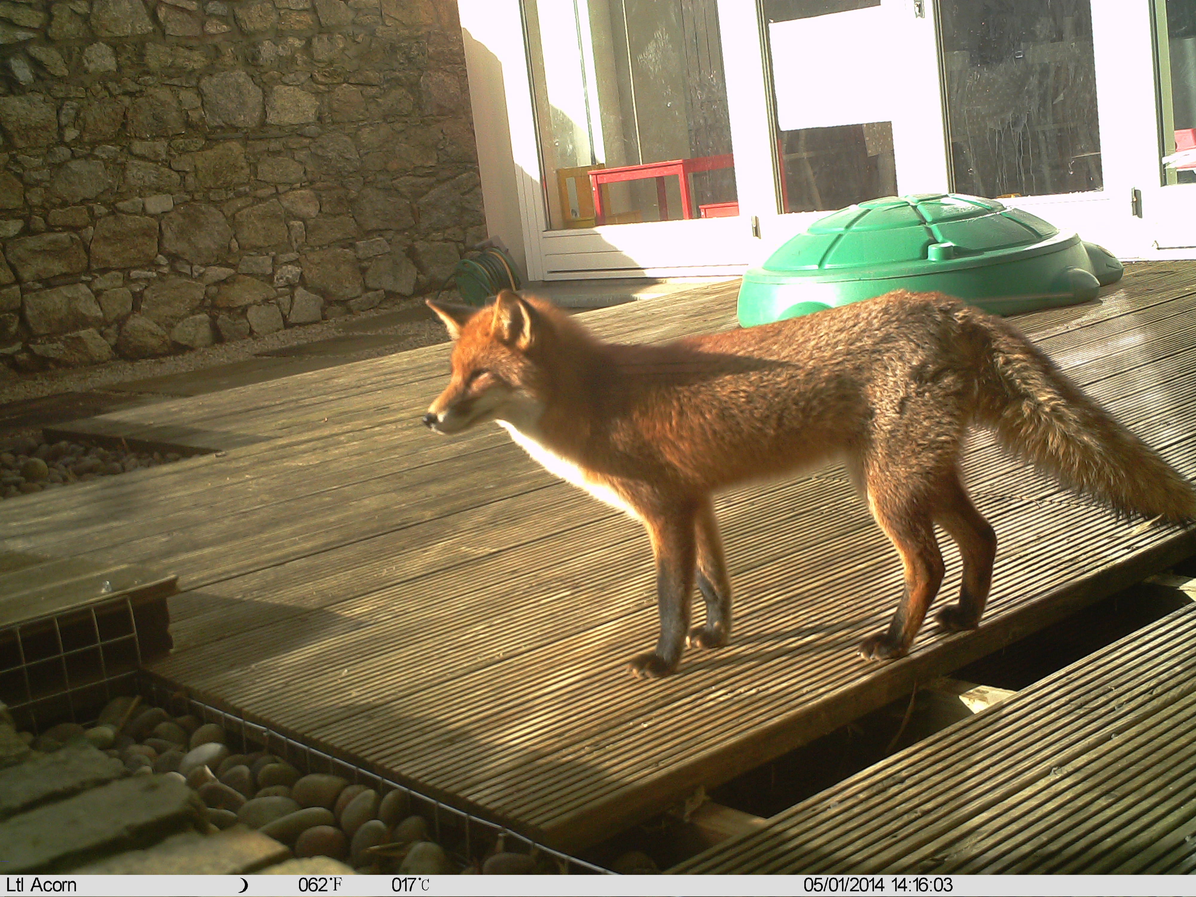Getting Rid Of A Fox In My Garden Wildlife Management