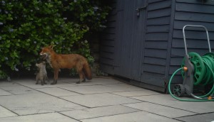 A fox vixen with her cub in a garden in South Dublin.