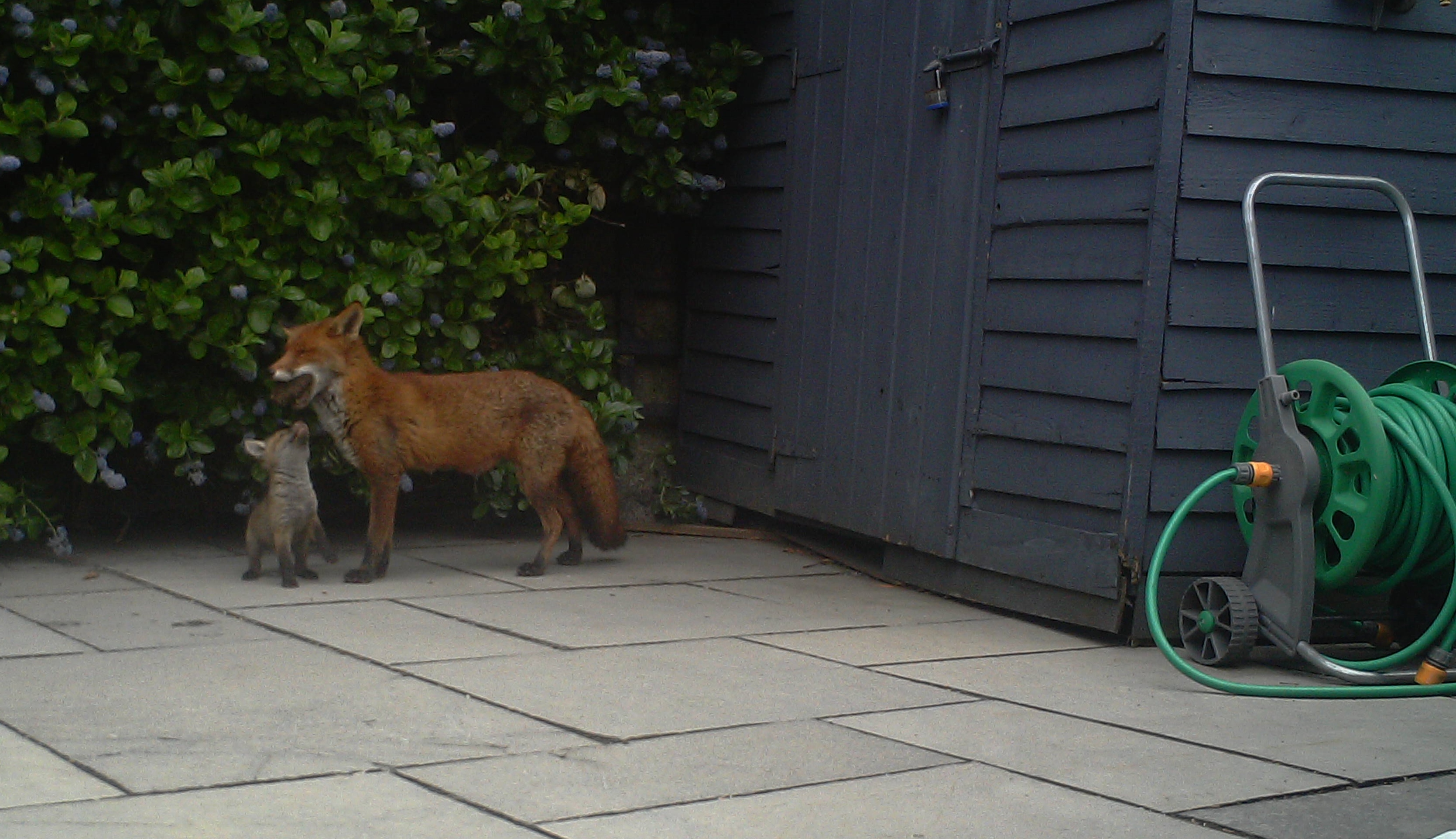 Getting Rid Of A Fox In My Garden Wildlife Management