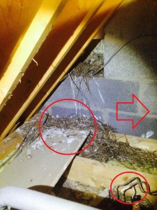 Attic Nest