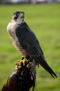 Close-up of peregrine falcon on leather glove